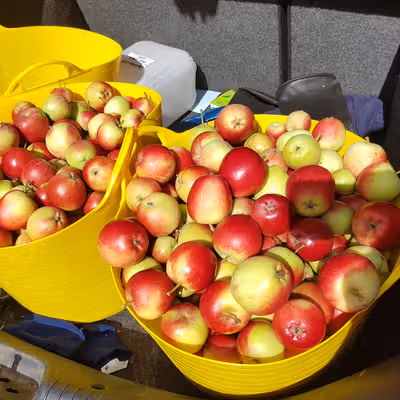 Recently picked apples